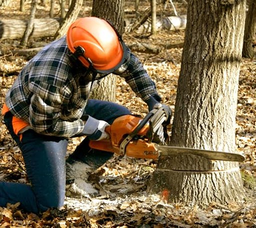Tree Removal in Pylesville, MD